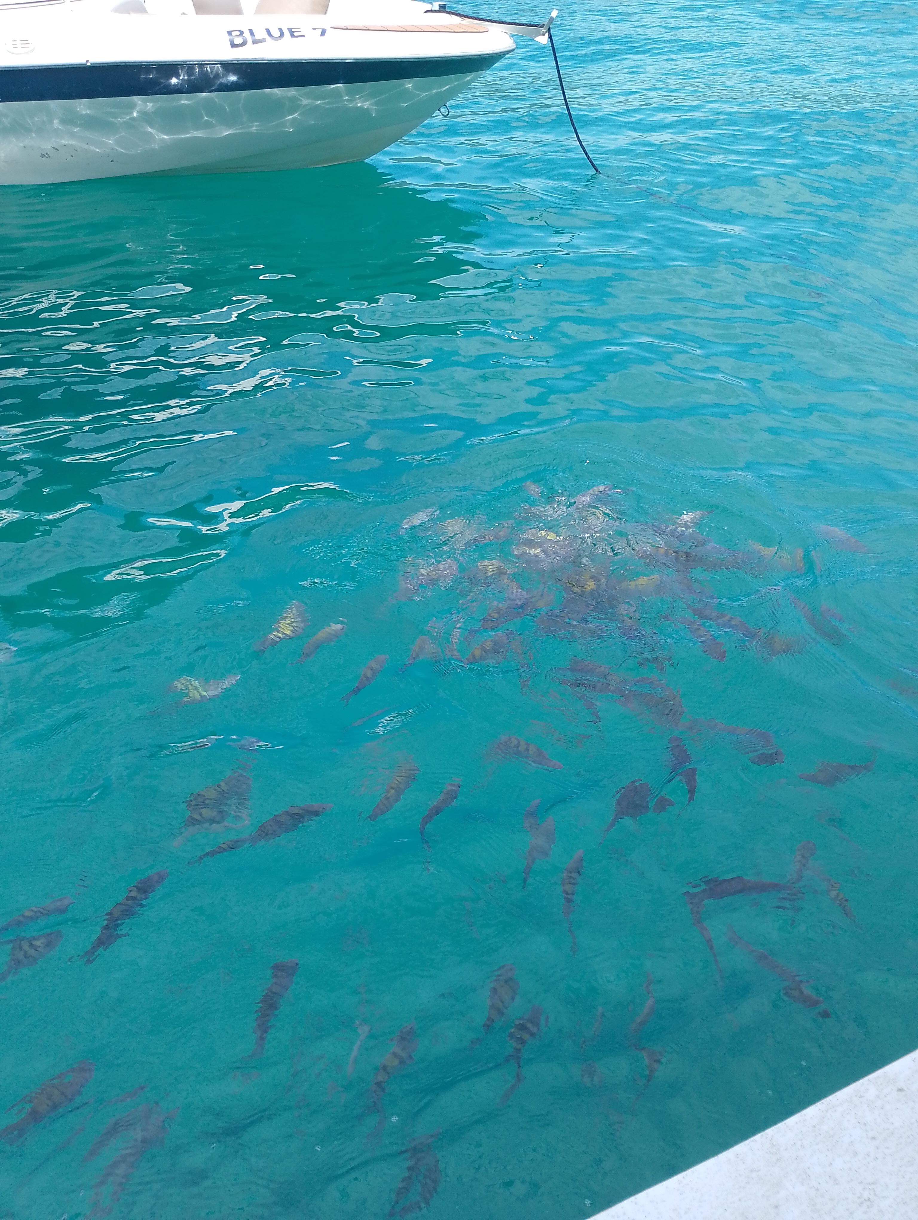 Peixes vistos na agua cristalina durante passeio em Paraty